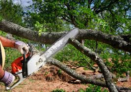 Best Tree Health Inspection  in Belzoni, MS