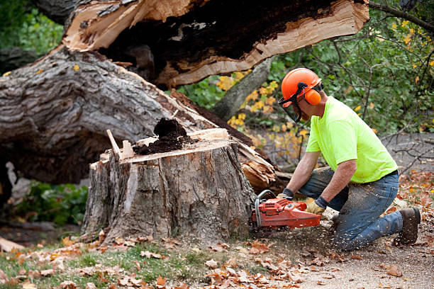 Best Root Management and Removal  in Belzoni, MS